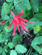 Image of Virgin Island passionflower