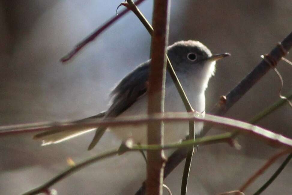 Image of Polioptila caerulea caerulea (Linnaeus 1766)