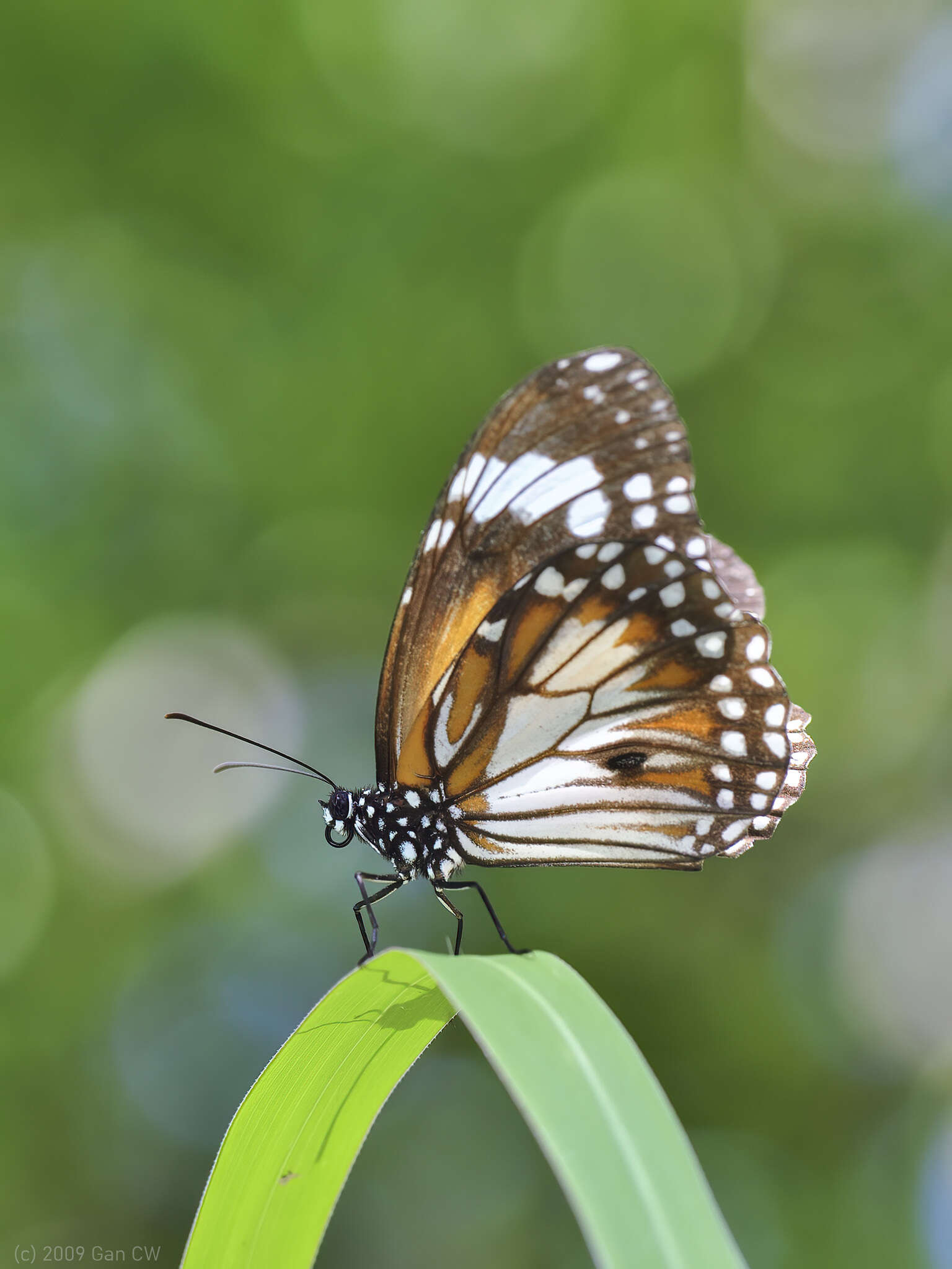 Sivun Danaus (Salatura) affinis malayana (Fruhstorfer 1899) kuva