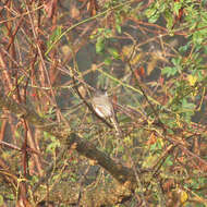 Image of Eastern Phoebe