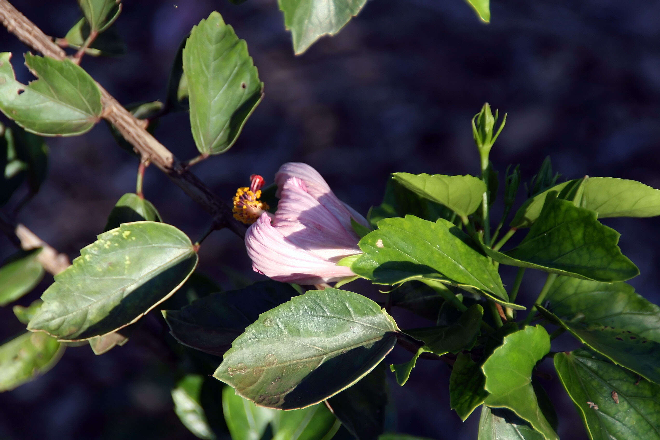 Image de Augerine