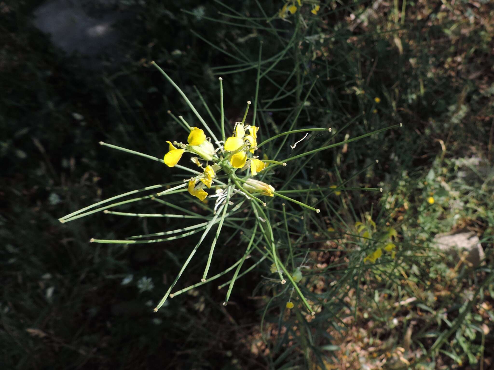 صورة Erysimum maremmanum