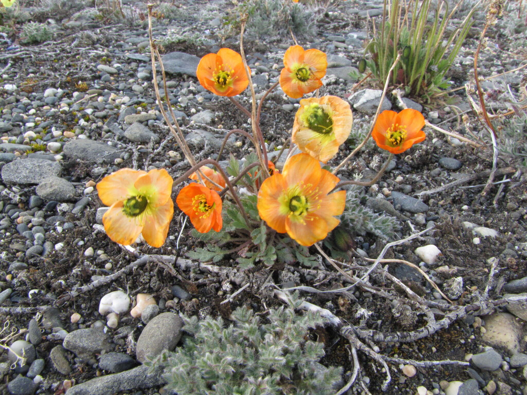 Image of Papaver schamurinii V. V. Petrovskii