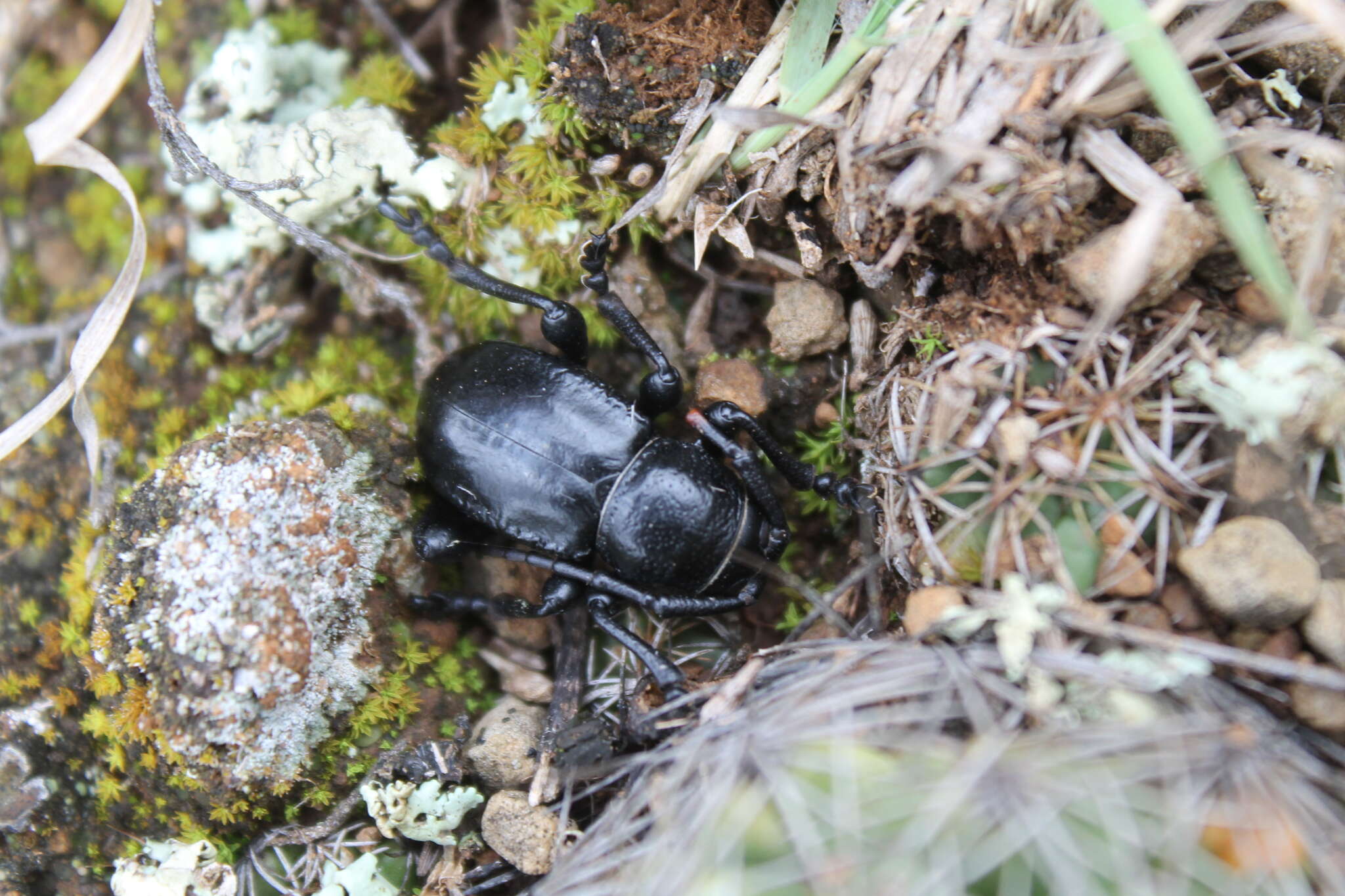 Image of Moneilema albopictum White 1856