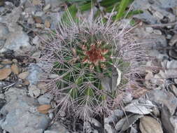 Image of Melocactus intortus subsp. domingensis Areces