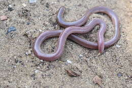 Image of Xerotyphlops Hedges, Marion, Lipp, Marin & Vidal 2014