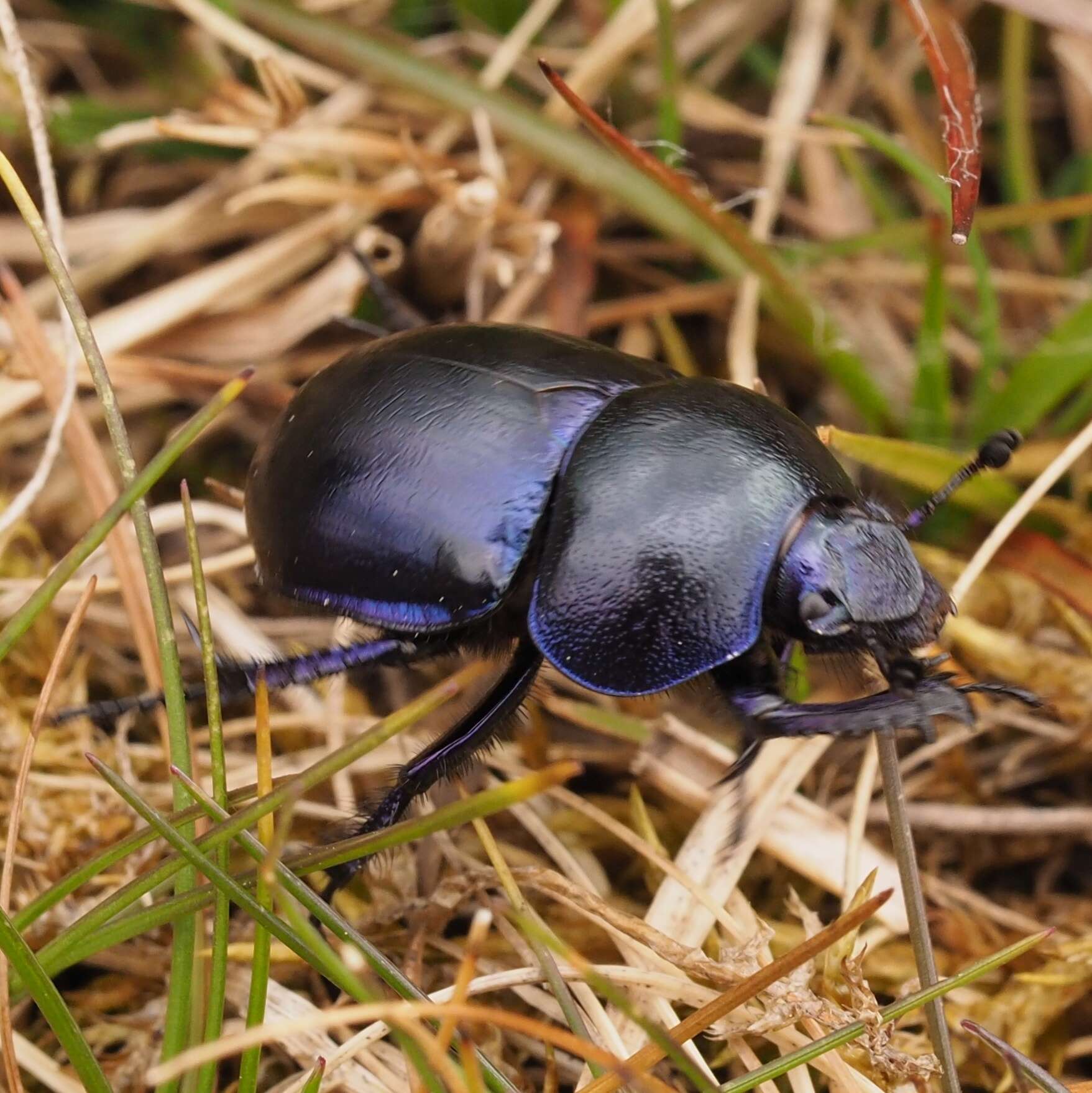 Image of Trypocopris vernalis (Linnaeus 1758)