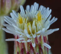 Image of Podocoma blanchetiana Baker