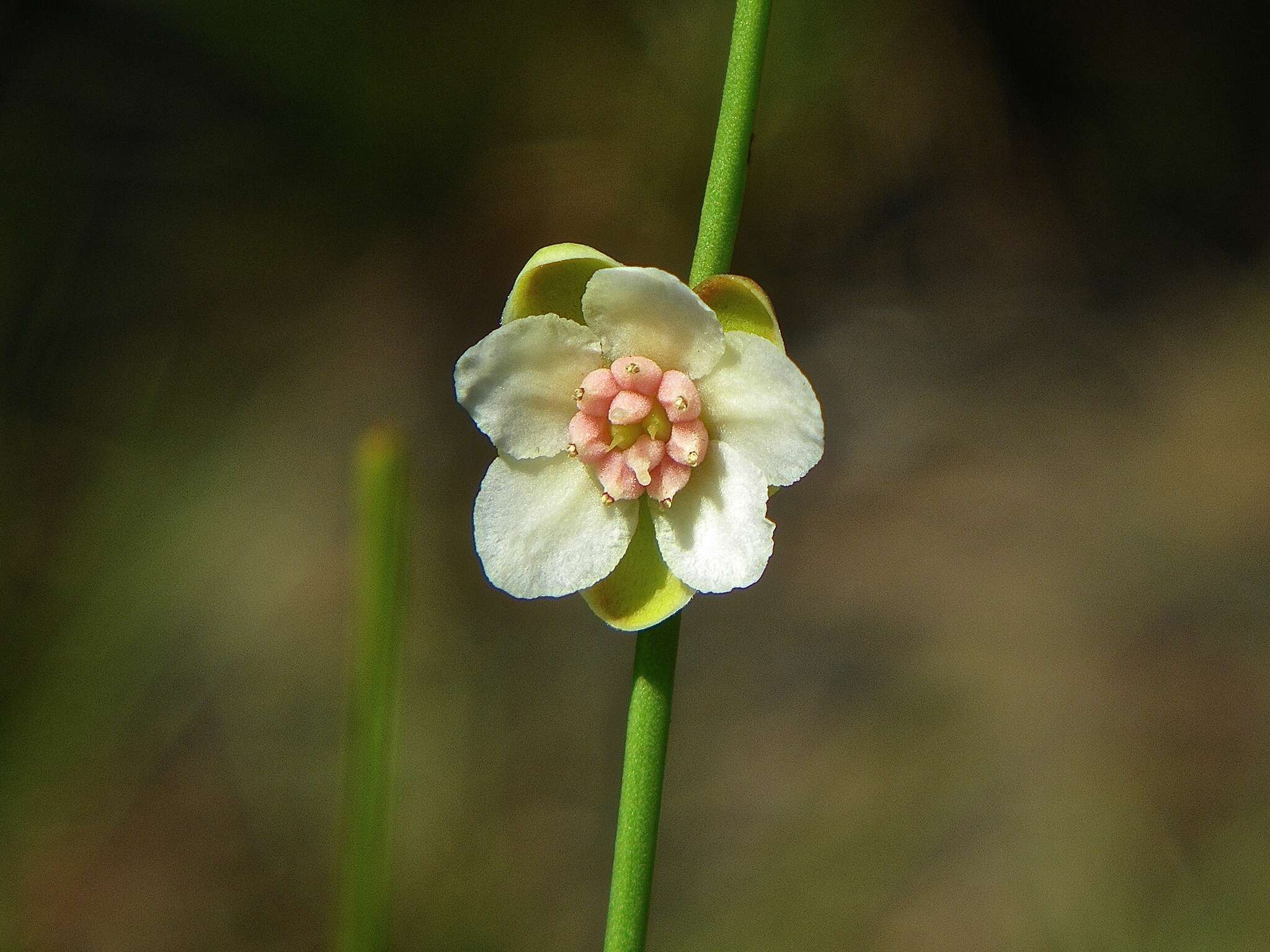 Image of Hibbertia juncea (Benth.) J. W. Horn