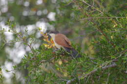 Plancia ëd Centropus senegalensis (Linnaeus 1766)