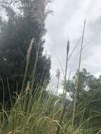 Cortaderia nitida (Kunth) Pilg.的圖片