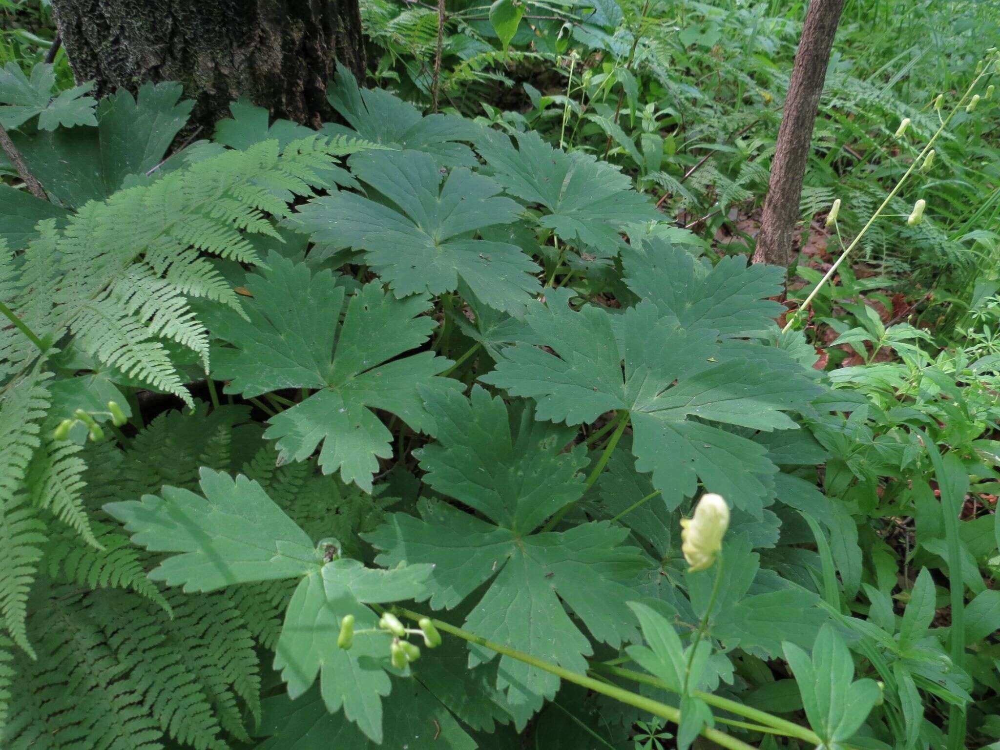 Imagem de Aconitum ranunculoides Turcz.