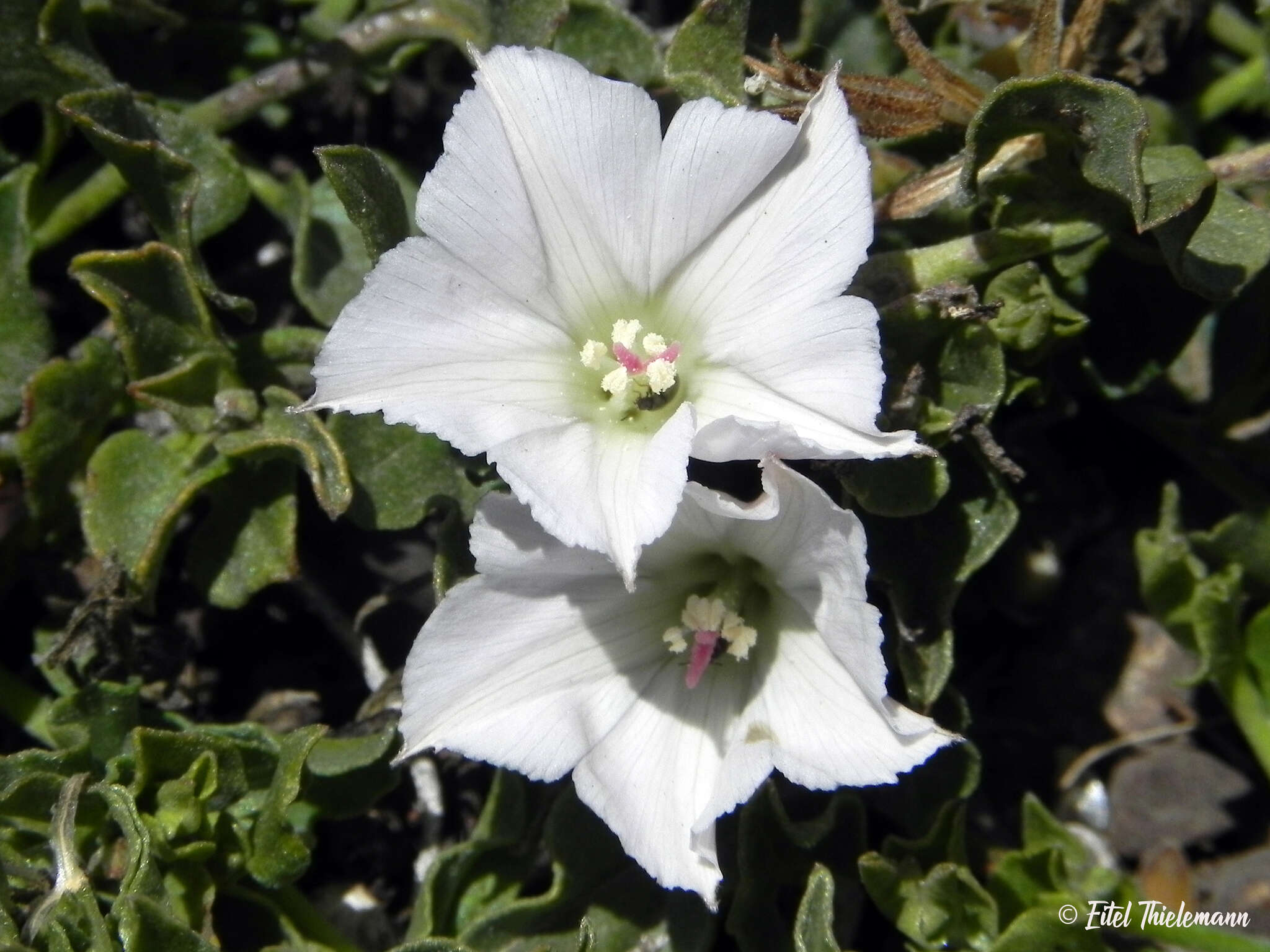 Convolvulus demissus Choisy的圖片