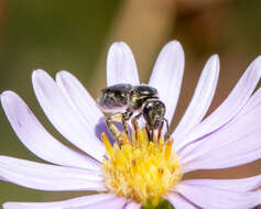 Imagem de Lasioglossum pectinatum (Robertson 1890)