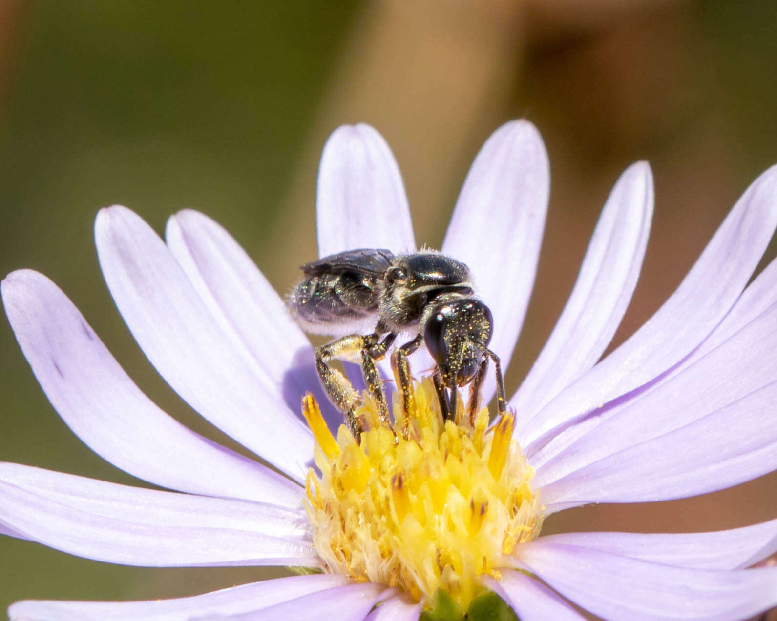 Imagem de Lasioglossum pectinatum (Robertson 1890)