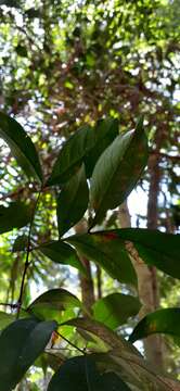 Imagem de Archidendron muellerianum (Maiden & R. T. Baker) Maiden & Betcke