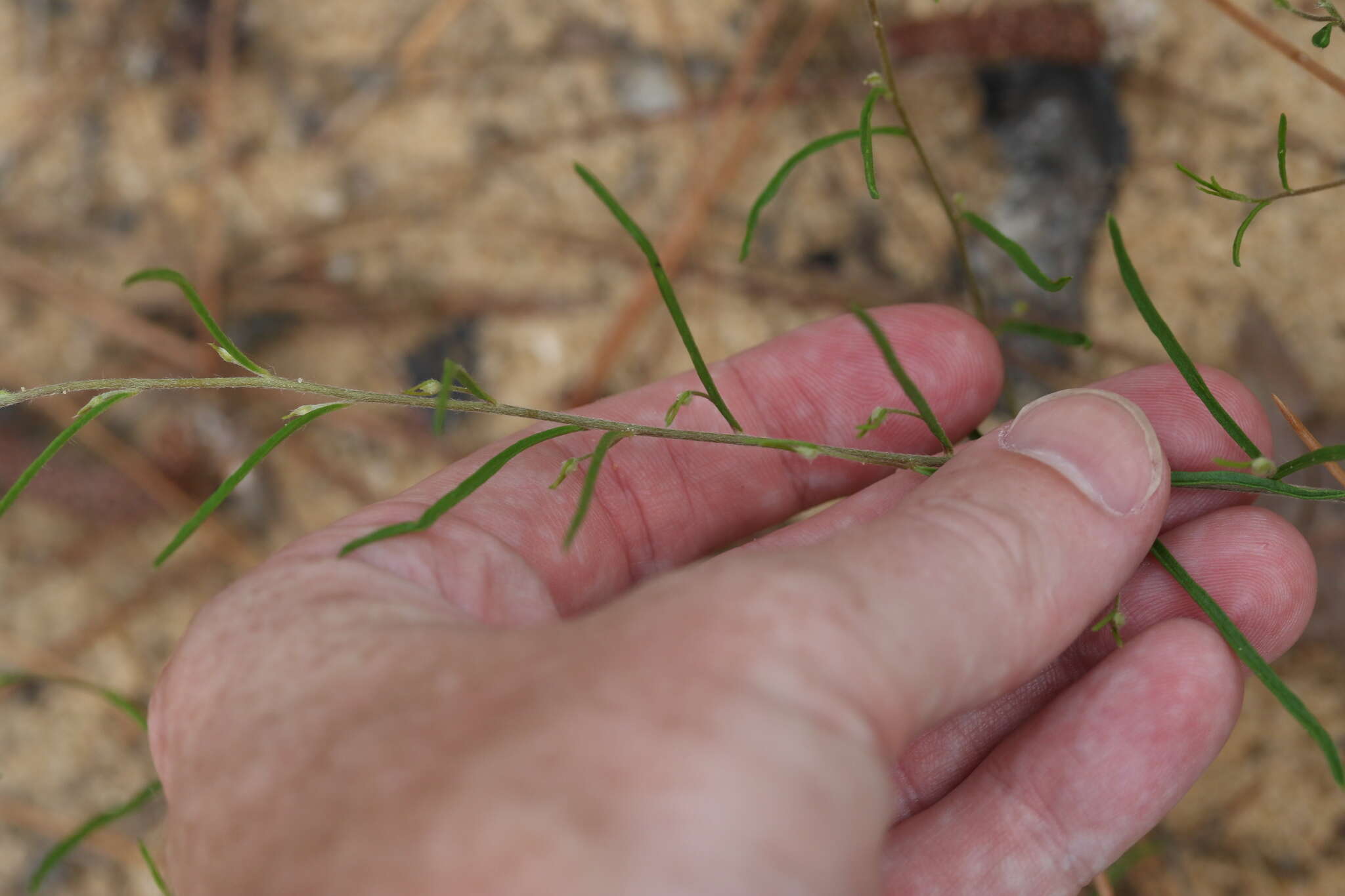 Image of Curtis' Spurge