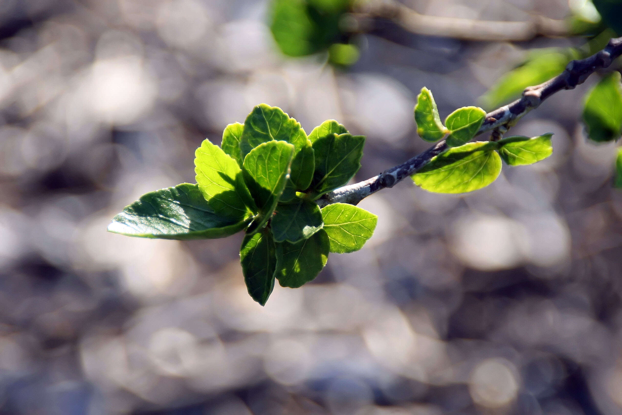 Image de Augerine