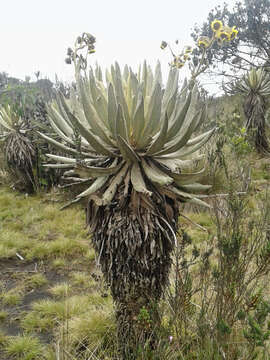 Image of Espeletia occidentalis subsp. antioquensis (Cuatrec.) Cuatrec.