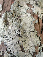 Image of shield lichen