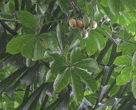 Image of Jacaratia digitata (Poepp. & Endl.) Solms-Laub.