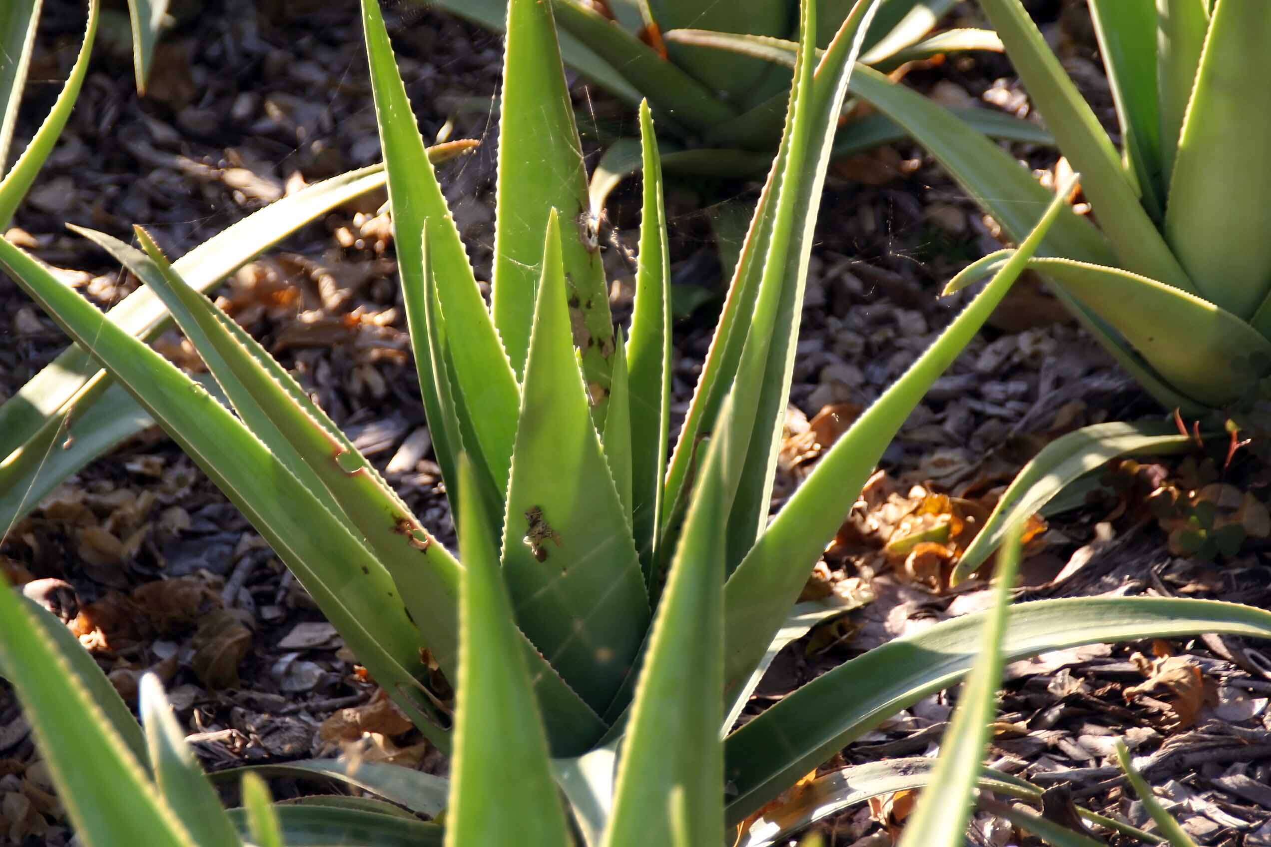 Aloe tormentorii (Marais) L. E. Newton & G. D. Rowley resmi