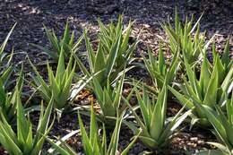 Aloe tormentorii (Marais) L. E. Newton & G. D. Rowley resmi