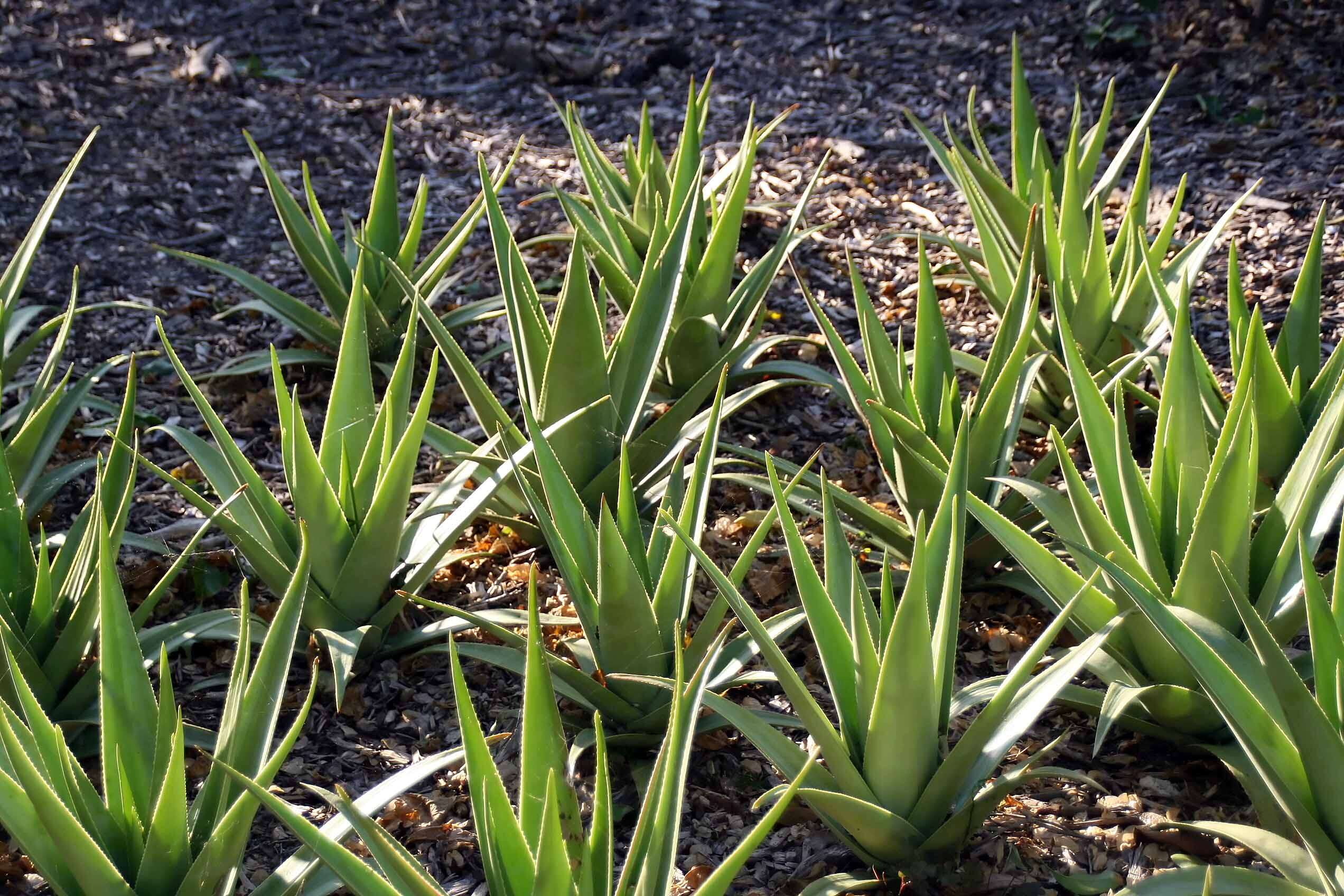 Aloe tormentorii (Marais) L. E. Newton & G. D. Rowley resmi