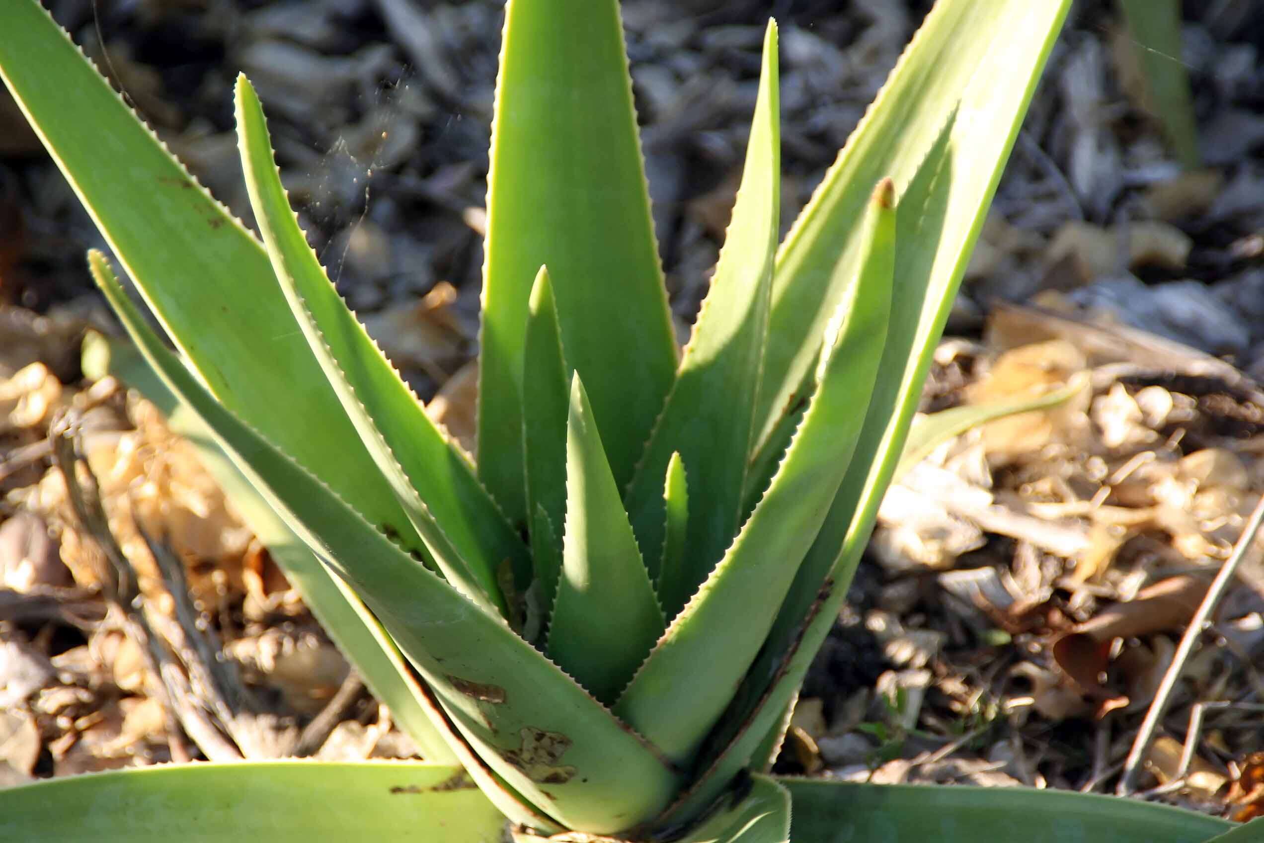 Aloe tormentorii (Marais) L. E. Newton & G. D. Rowley resmi