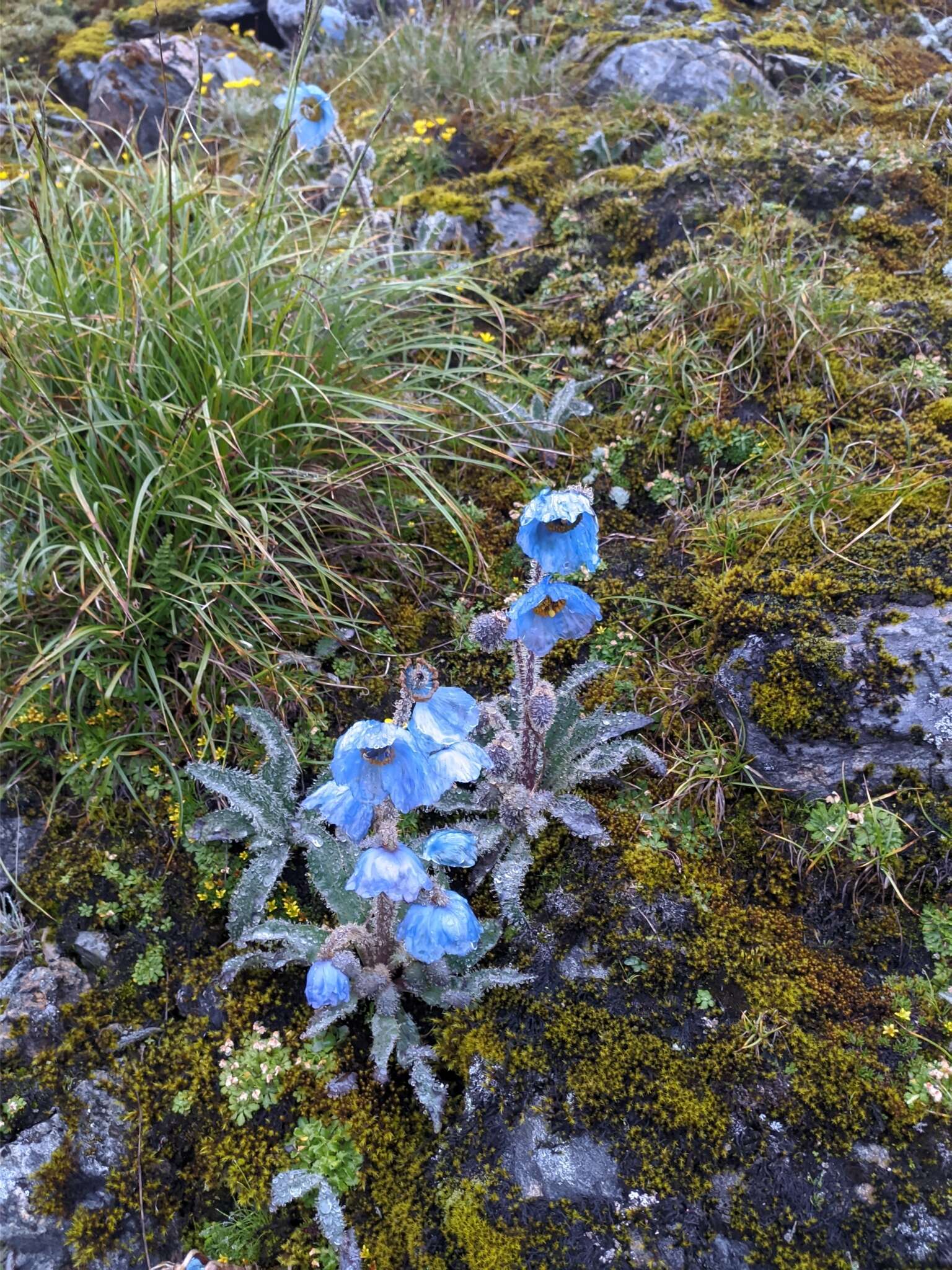 Imagem de Meconopsis horridula Hook. fil. & Thomson