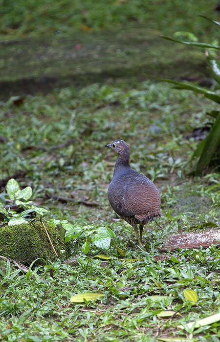 Image of Yellow-legged Tinamou