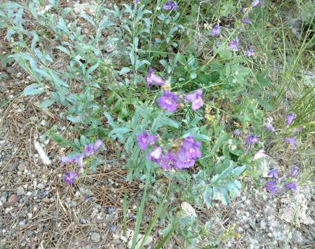 Image of azure penstemon