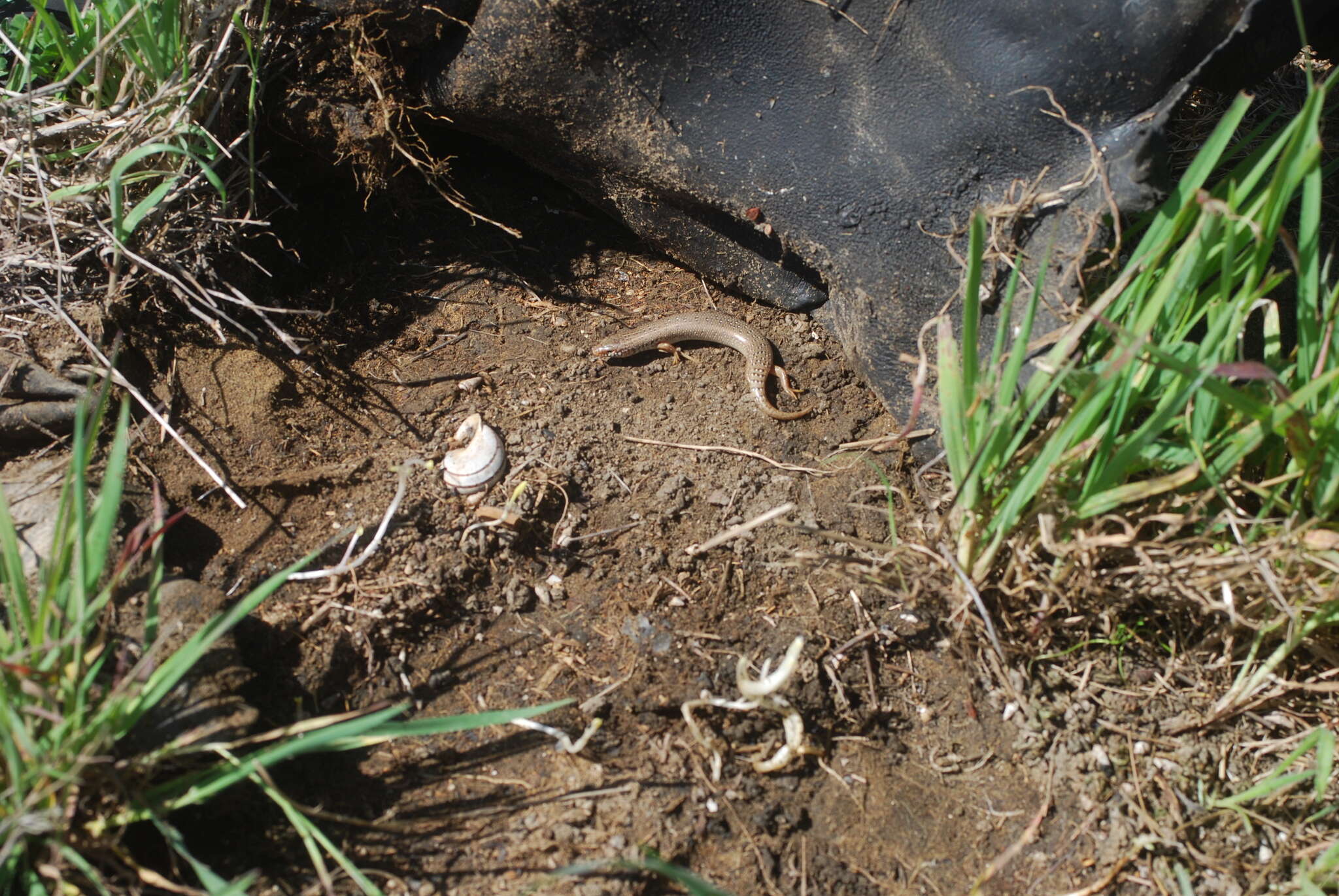 Image of Ocellated Bronze Skink