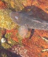 Image of Barehead goby