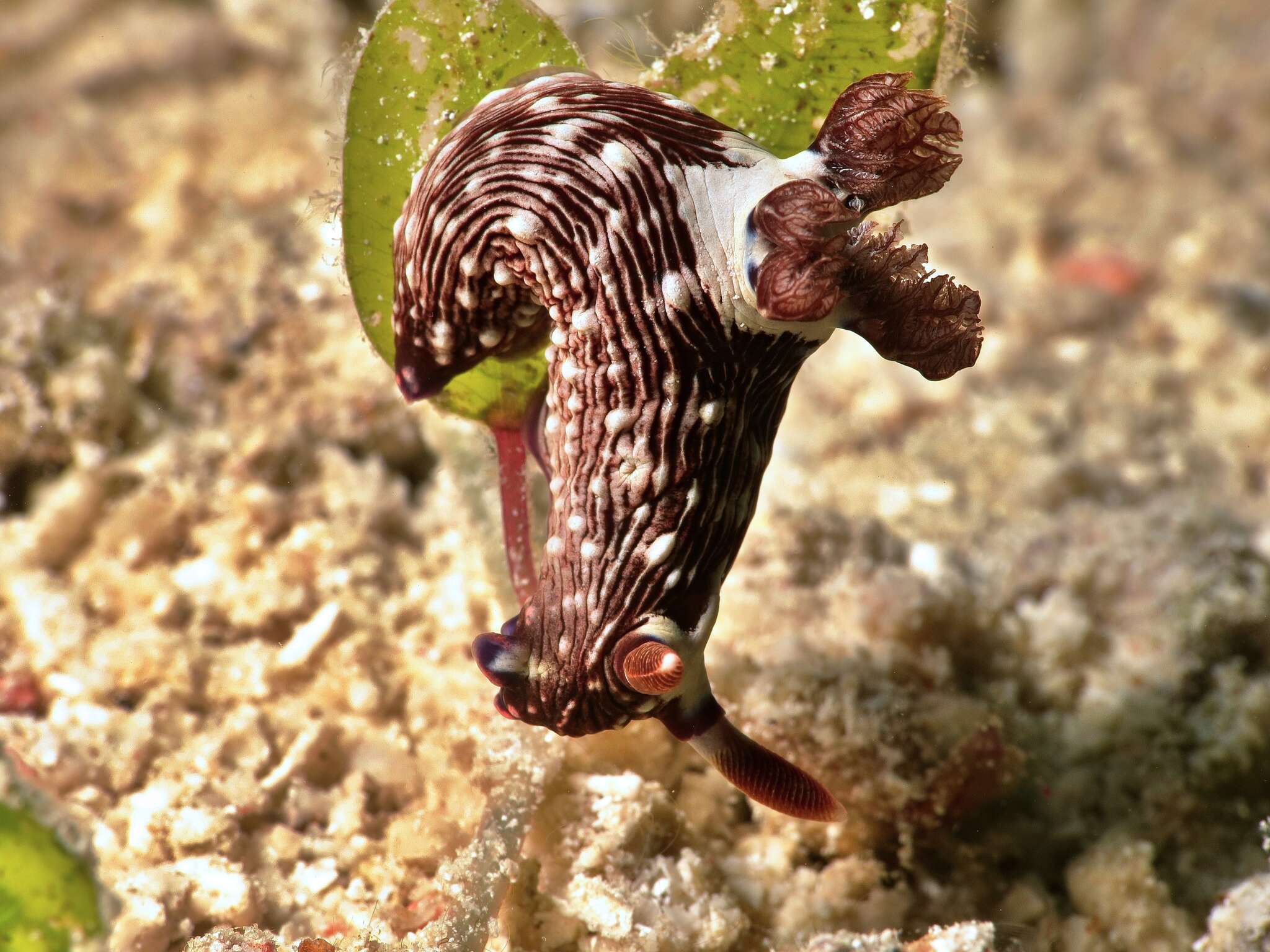 Sivun Nembrotha livingstonei Allan 1933 kuva