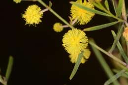 صورة Acacia ausfeldii Regel