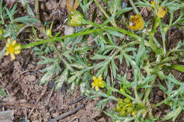 Imagem de Chrysanthellum indicum subsp. afroamericanum B. L. Turner