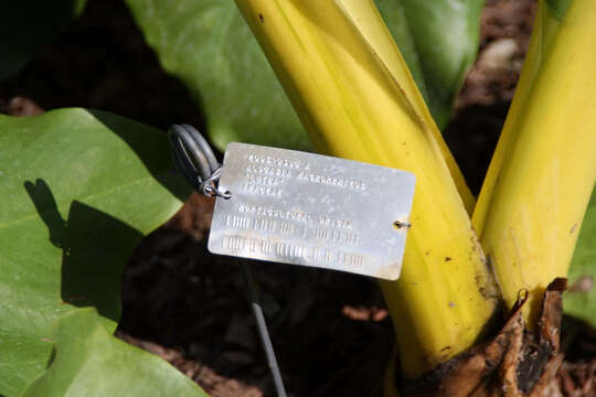 Imagem de Alocasia macrorrhizos (L.) G. Don