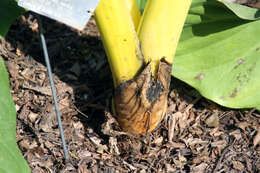 Image of giant taro