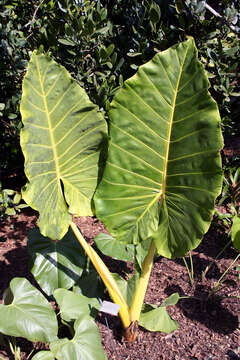 Imagem de Alocasia macrorrhizos (L.) G. Don