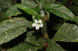 صورة Ruellia terminalis (Nees) D. C. Wassh.