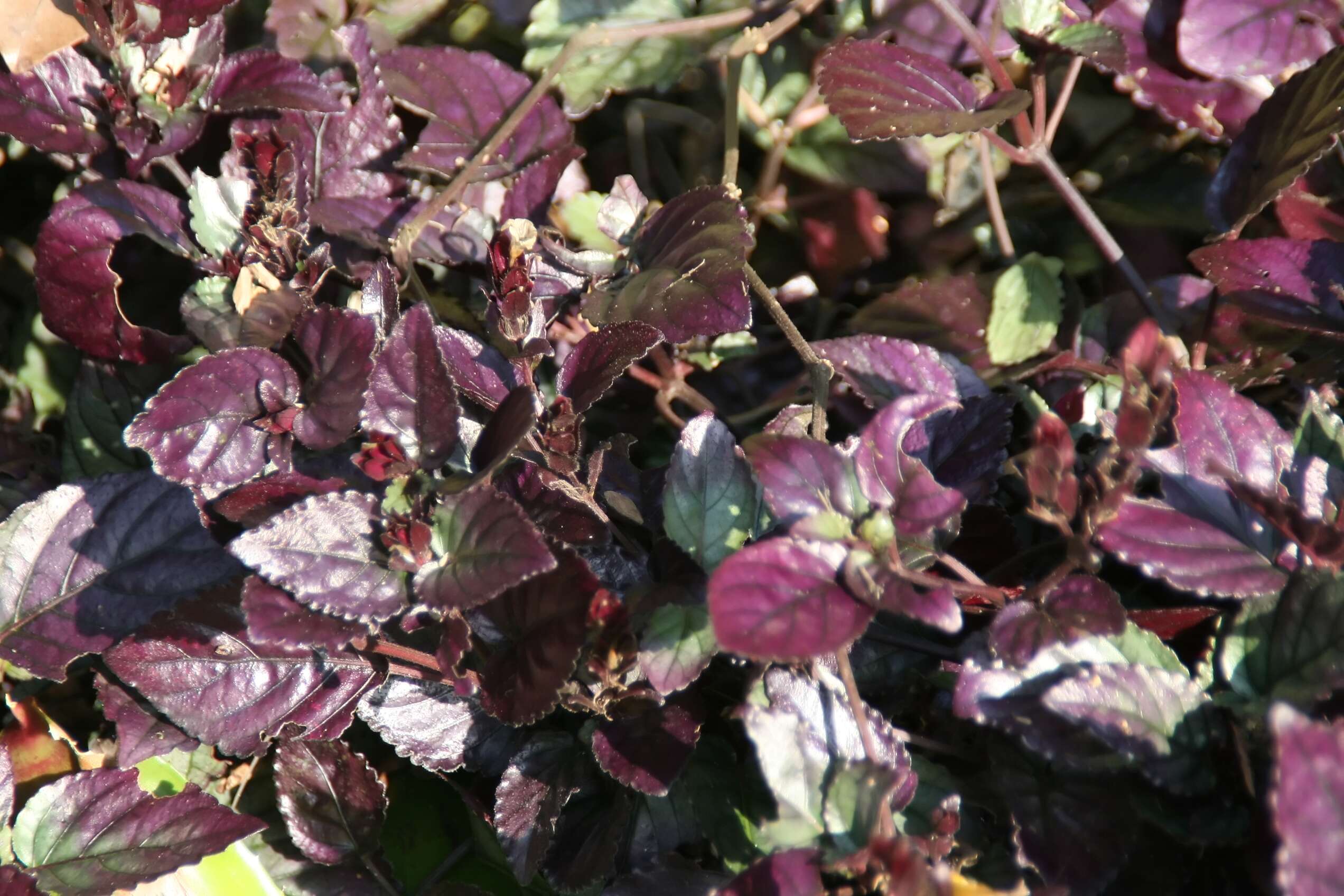 Plancia ëd Strobilanthes alternata (Burm. fil.) Moylan ex J. R. I. Wood