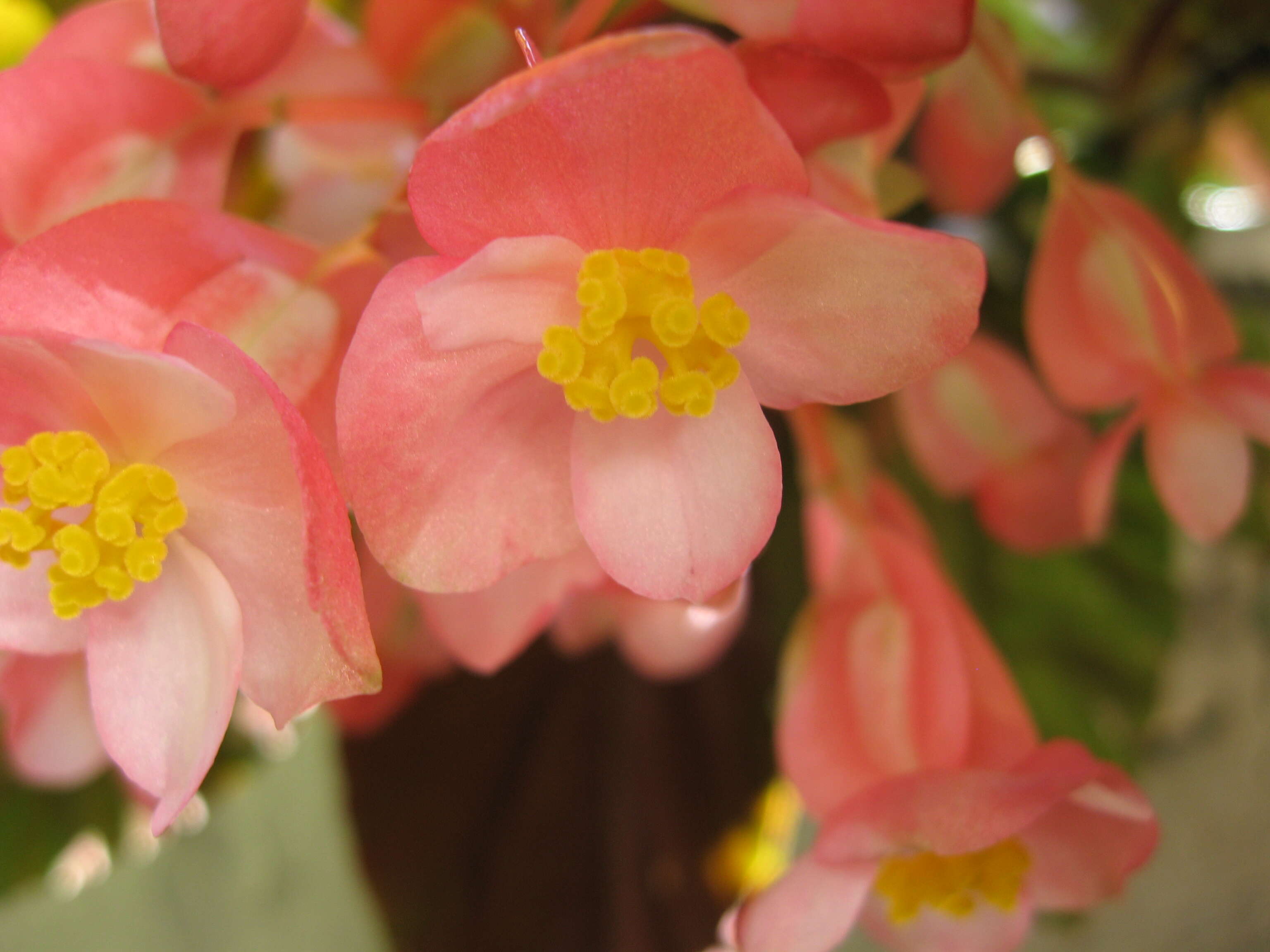 Image of scarlet begonia