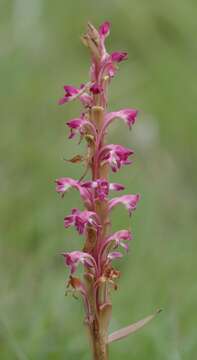 Image of Satyrium longicauda var. jacottetianum (Kraenzl.) A. V. Hall