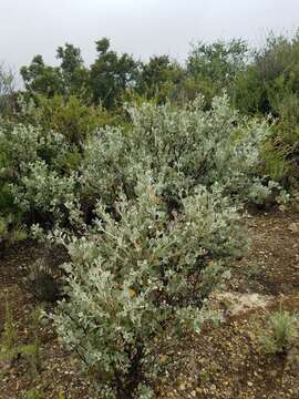 Imagem de Malacothamnus gracilis (Eastw.) Kearney