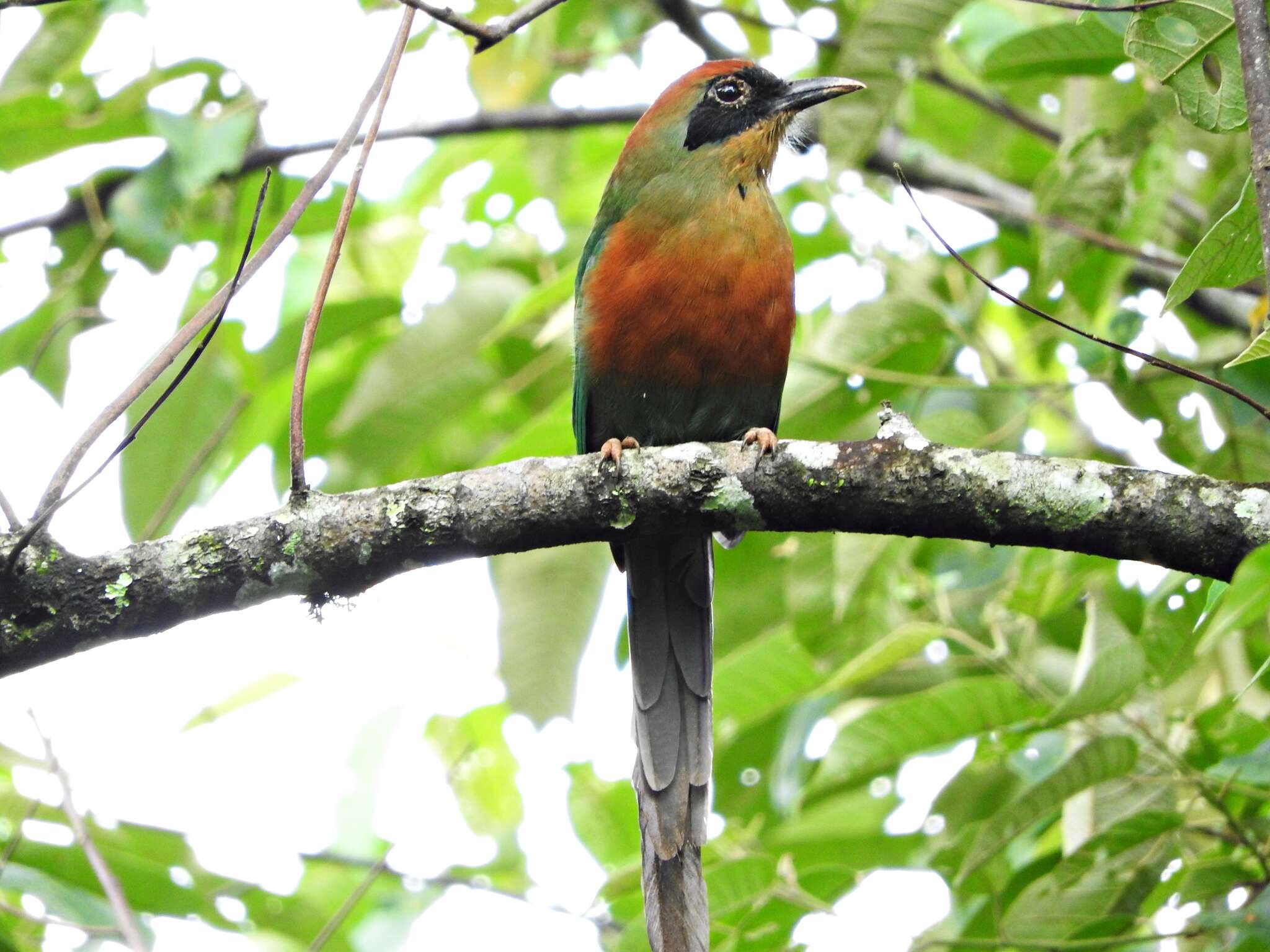 Image of Rufous-capped Motmot