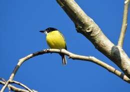 Image of Black-headed Tody-Flycatcher