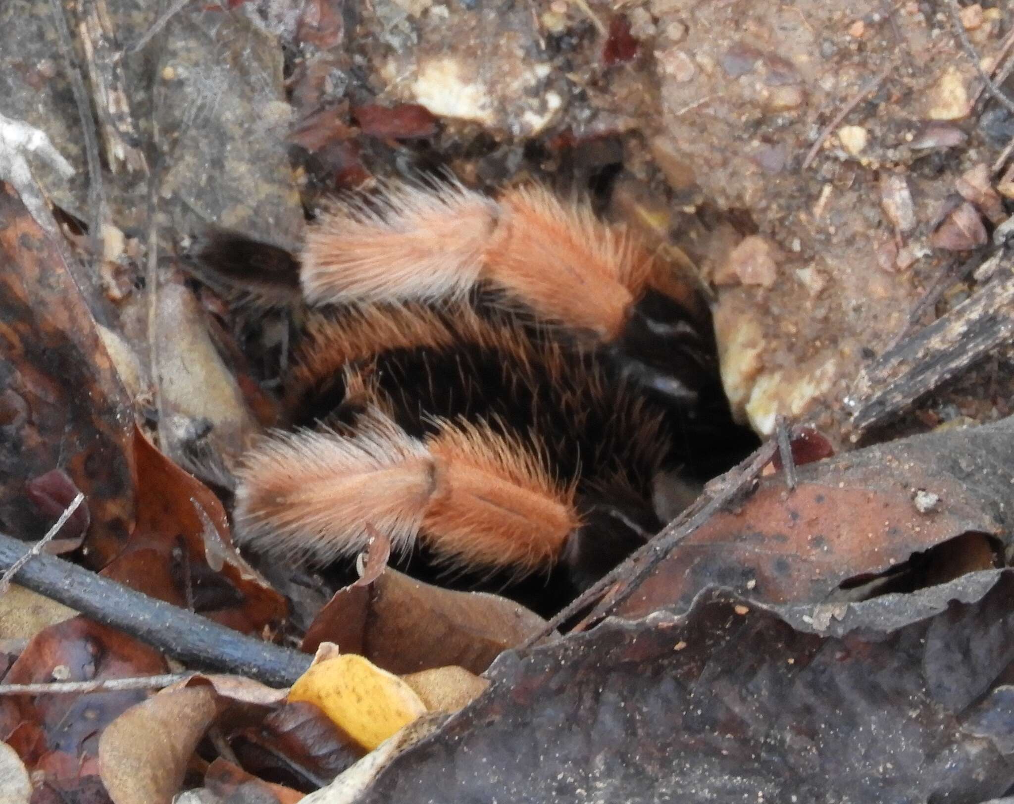 Image of Mexican redleg tarantula