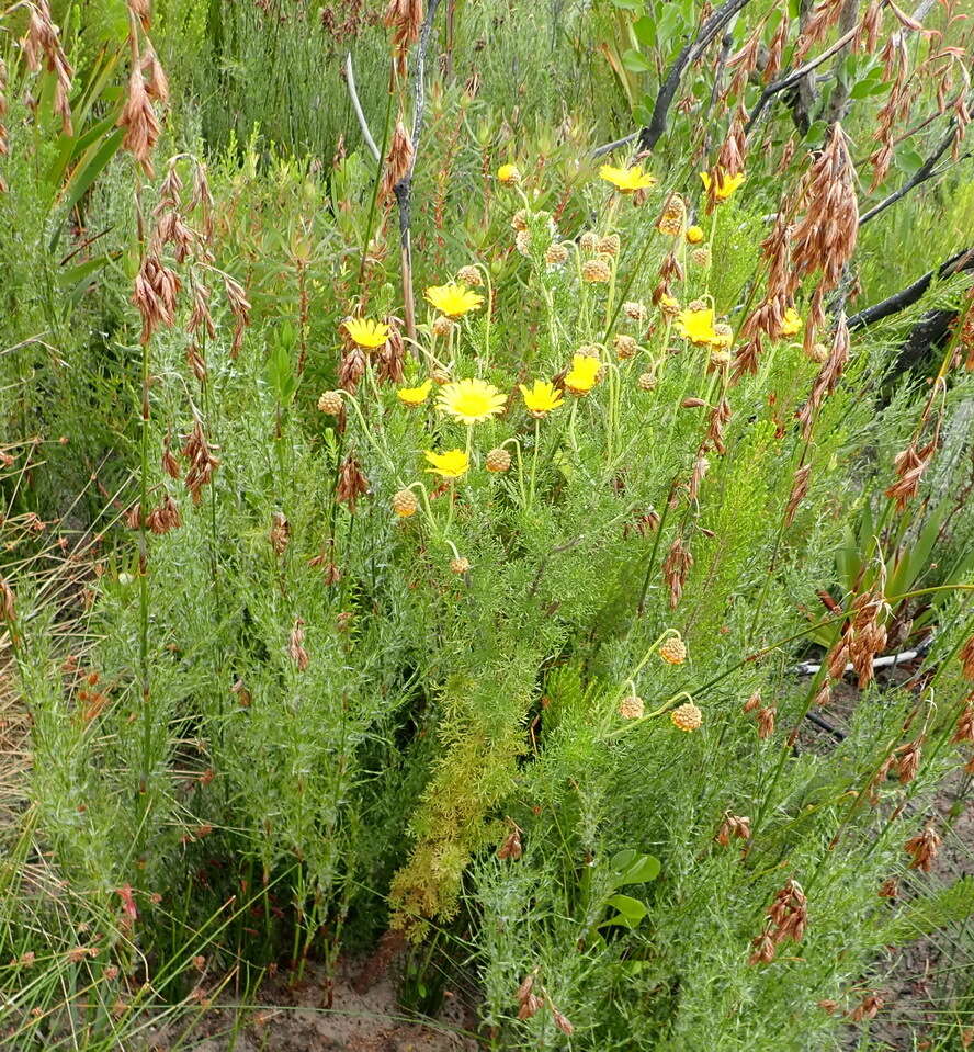 Image of Ursinia scariosa subsp. scariosa