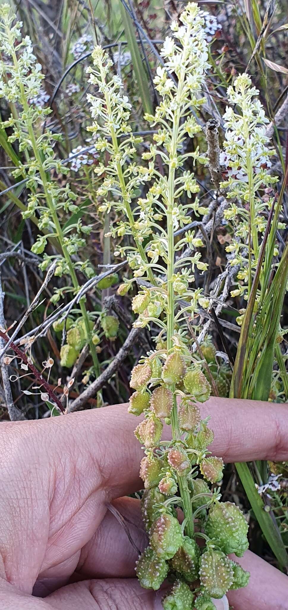 Image of Reseda duriaeana J. Gay